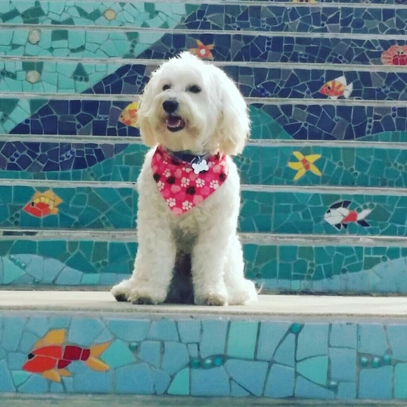 Meet your Posher, Clarity & Frosty Little Divo🐾💙 - Picture 4 of 16